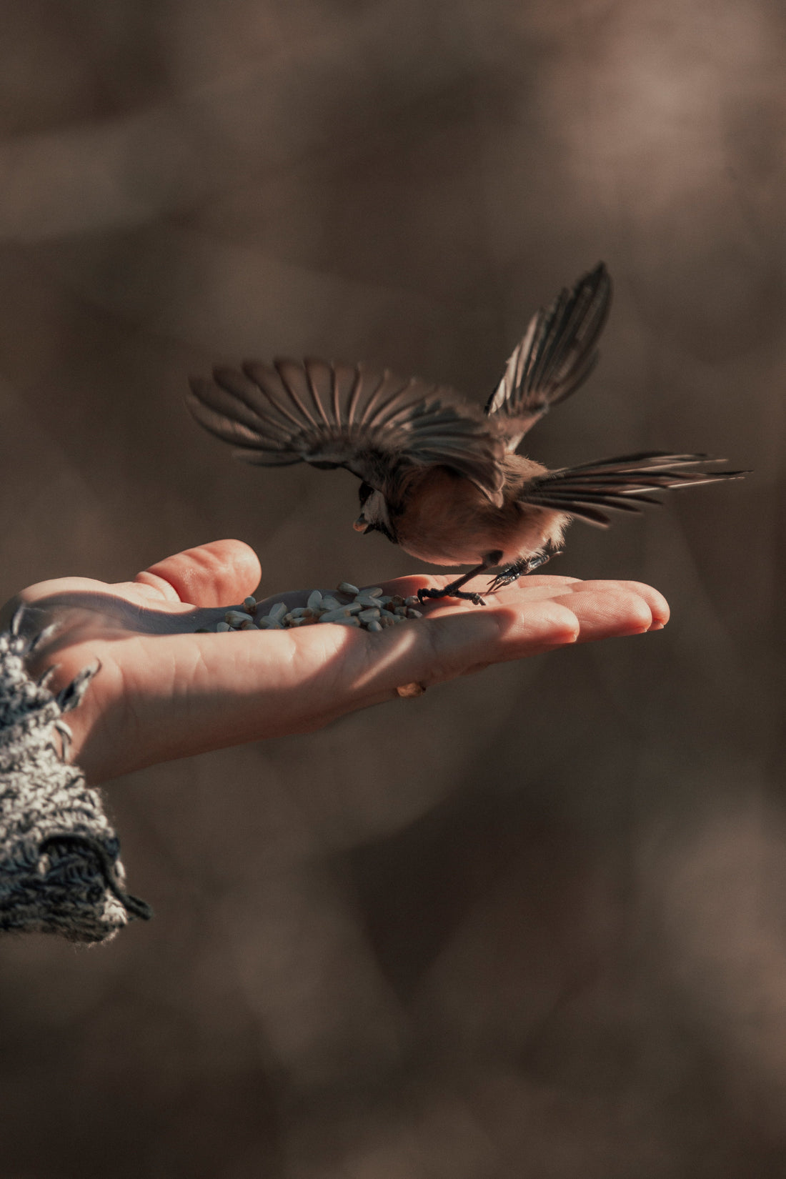 Bird spreading its wings while landing on a hand