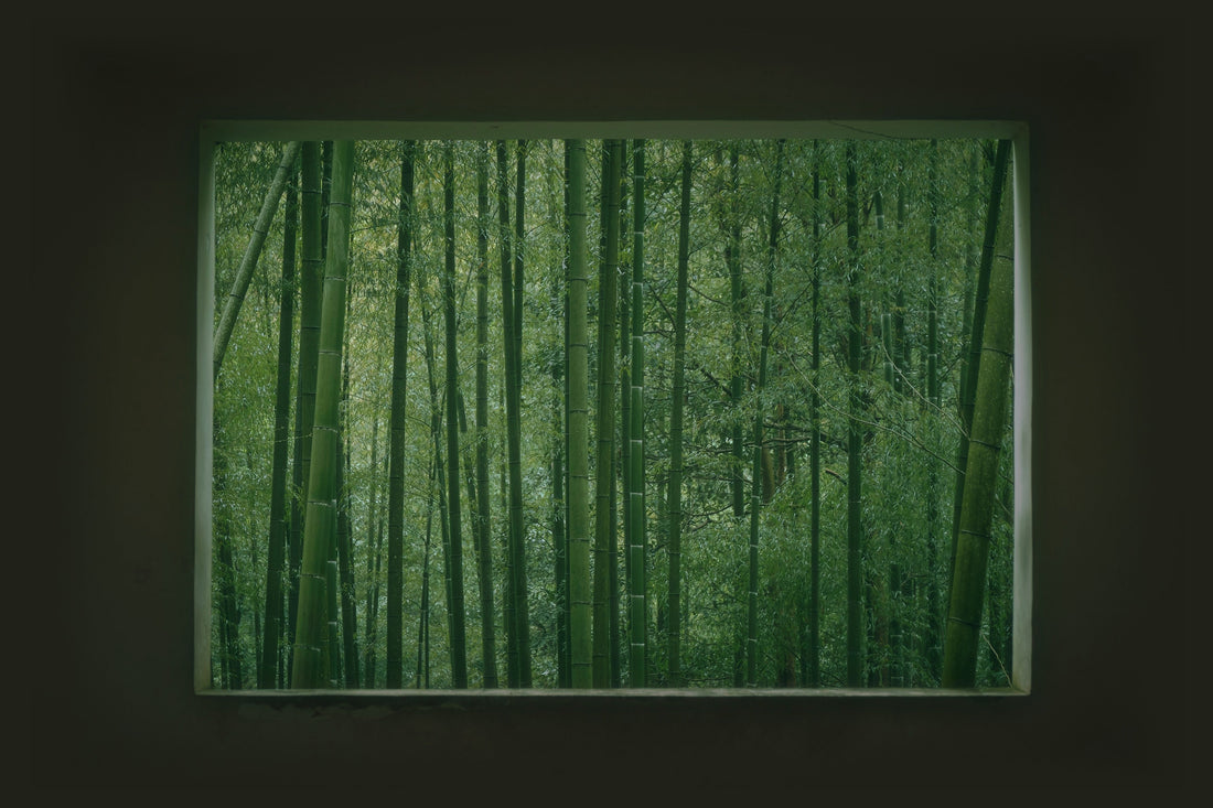 A bamboo grove seen through a window