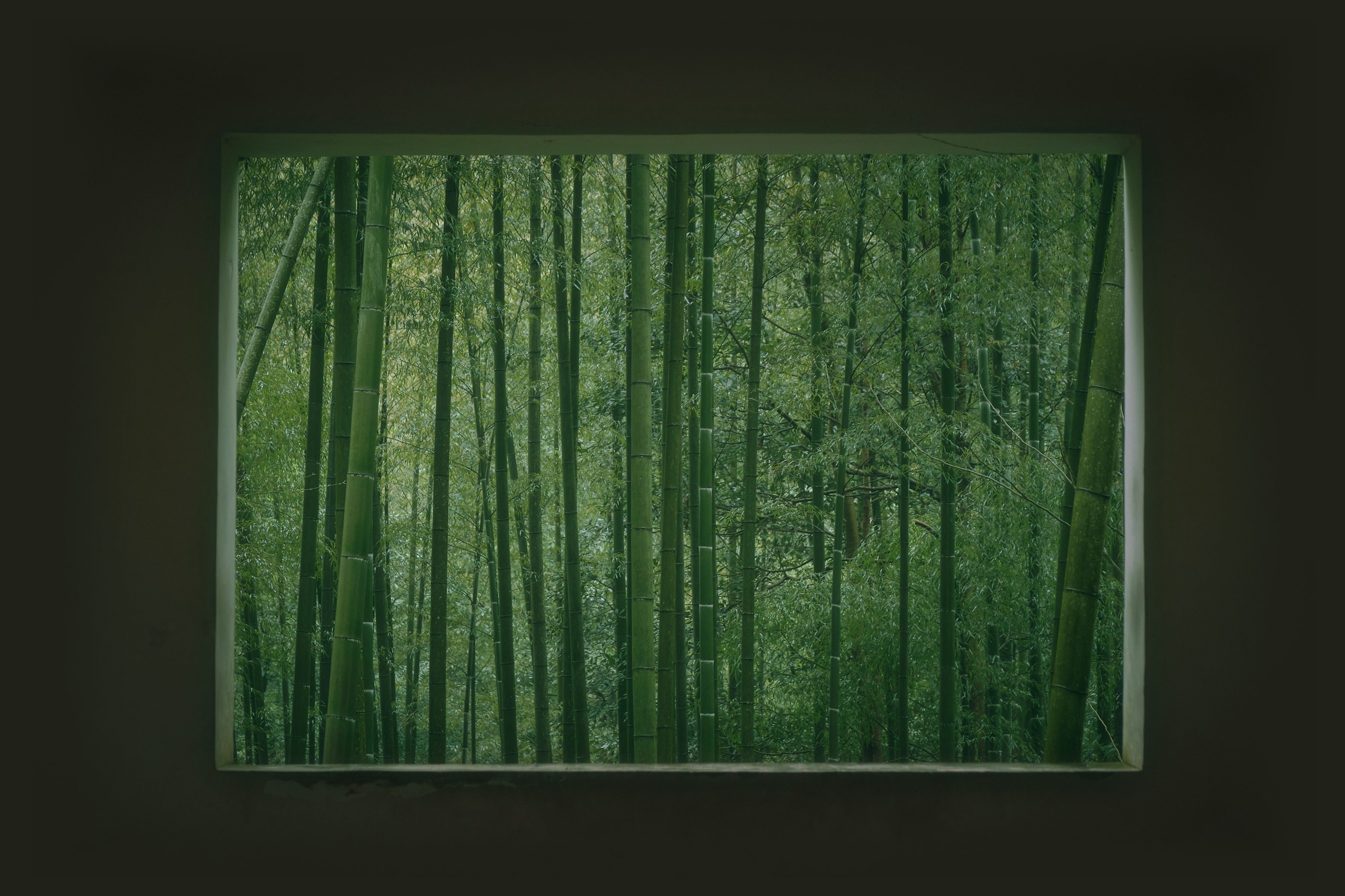 A bamboo grove seen through a window